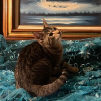 Little Star (& Twinkle Twinkle) - Photo 3