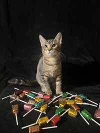 Little Star (& Twinkle Twinkle) - Photo 4