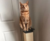 Skibidi (& Bubbles) - Photo 1