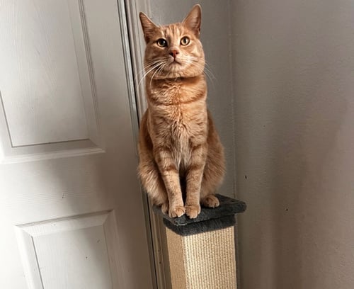 SKIBIDI (& BUBBLES) - Domestic Short Hair / American Shorthair for adoption in Hayward