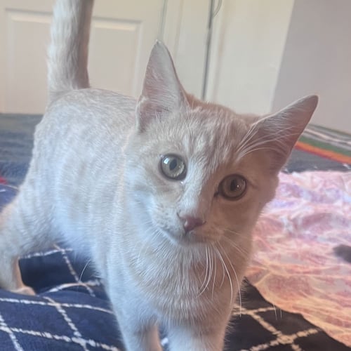 SKIBIDI (& BUBBLES) - Domestic Short Hair / American Shorthair available for adoption