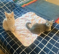 Skibidi (& Bubbles) - Photo 5