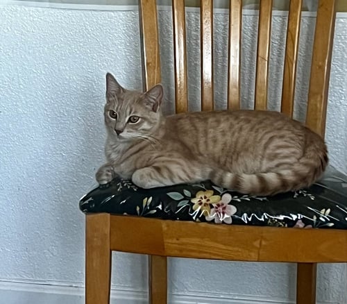 SKIBIDI (& BUBBLES) - Domestic Short Hair / American Shorthair available for adoption
