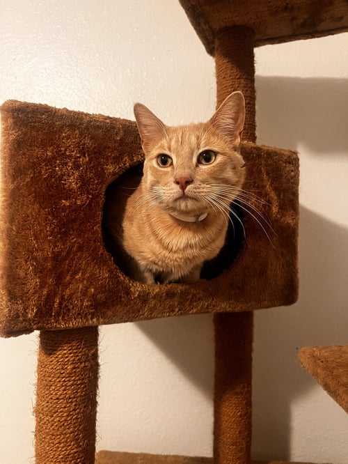 SKIBIDI (& BUBBLES) - Domestic Short Hair / American Shorthair available for adoption