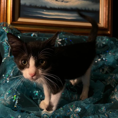 GUMDROP (& LUCKY) - Domestic Short Hair available for adoption