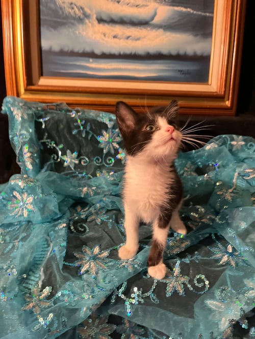 GUMDROP (& LUCKY) - Domestic Short Hair available for adoption