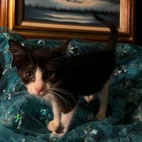 Gumdrop (& Lucky) - Photo 3