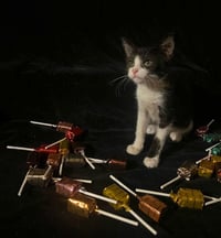 Gumdrop (& Lucky) - Photo 4