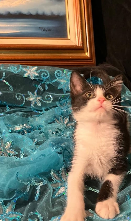 GUMDROP (& LUCKY) - Domestic Short Hair available for adoption