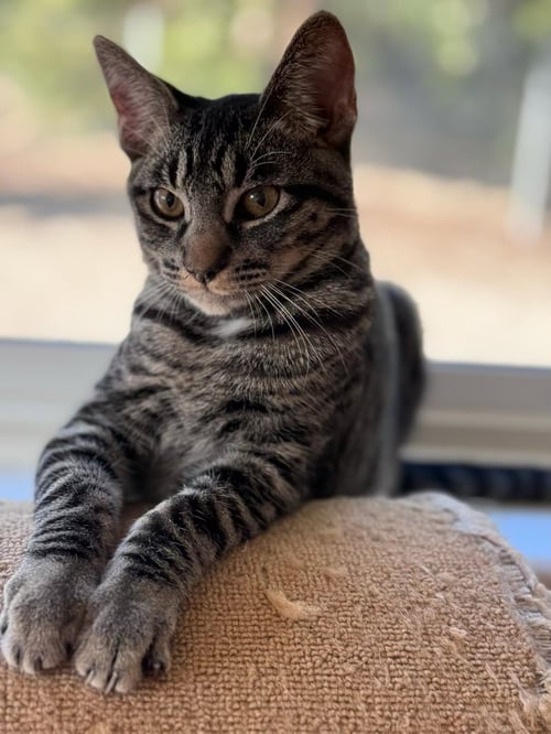 JAX (& DOC) - Domestic Short Hair available for adoption