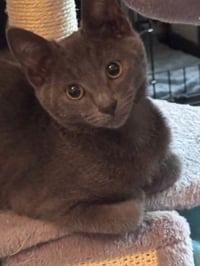 Cruz (& Ethan) - Photo 1