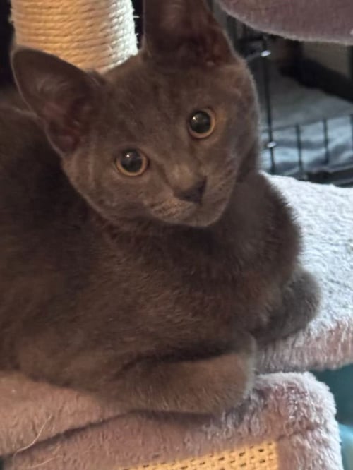 CRUZ (& ETHAN) - Domestic Short Hair available for adoption