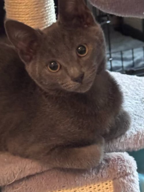 CRUZ (& ETHAN) - Domestic Short Hair available for adoption