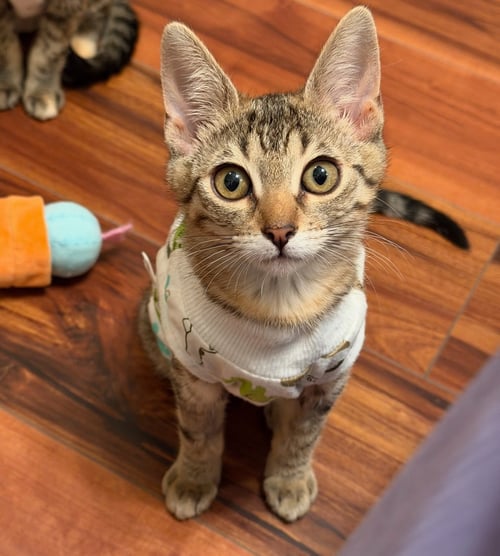 TUMBLES (& JUMBLES) - Domestic Short Hair available for adoption