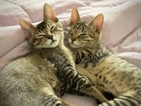 Tumbles (& Jumbles) - Photo 1