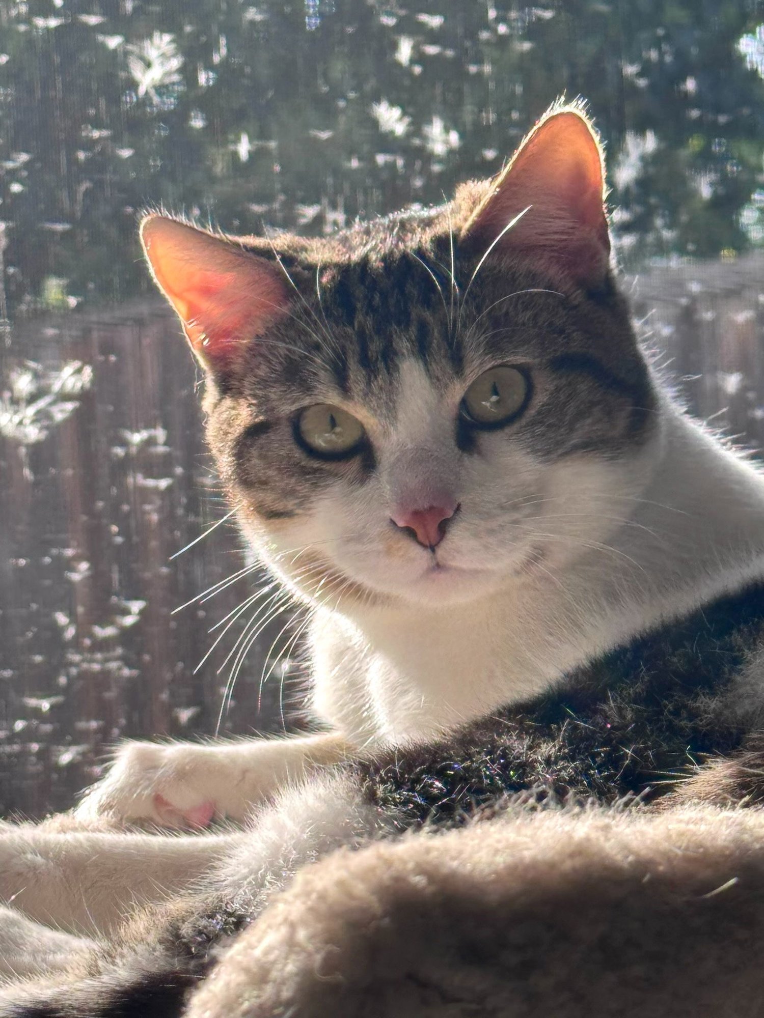 ELVIS (& PRISSY) - Domestic Short Hair for adoption in Hayward