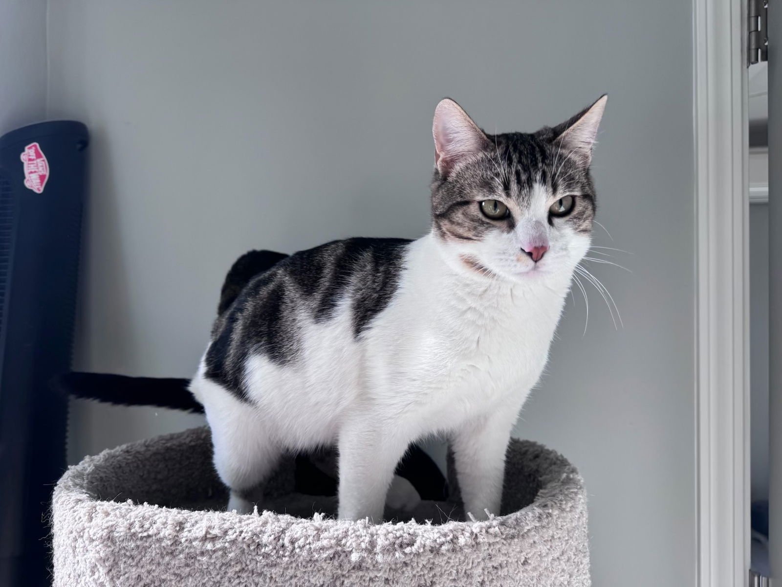 Elvis (& Prissy) - Photo 2