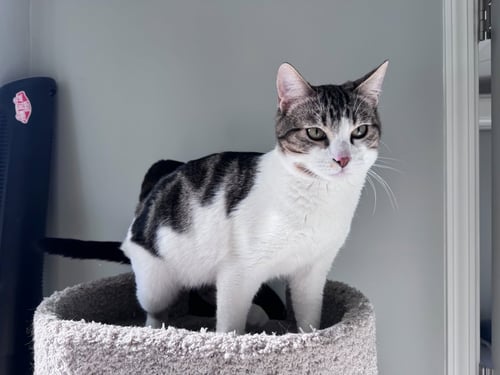 ELVIS (& PRISSY) - Domestic Short Hair available for adoption
