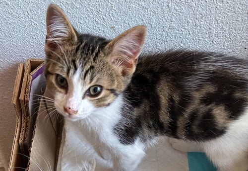 APOLLO (& ADONIS) - Domestic Short Hair available for adoption