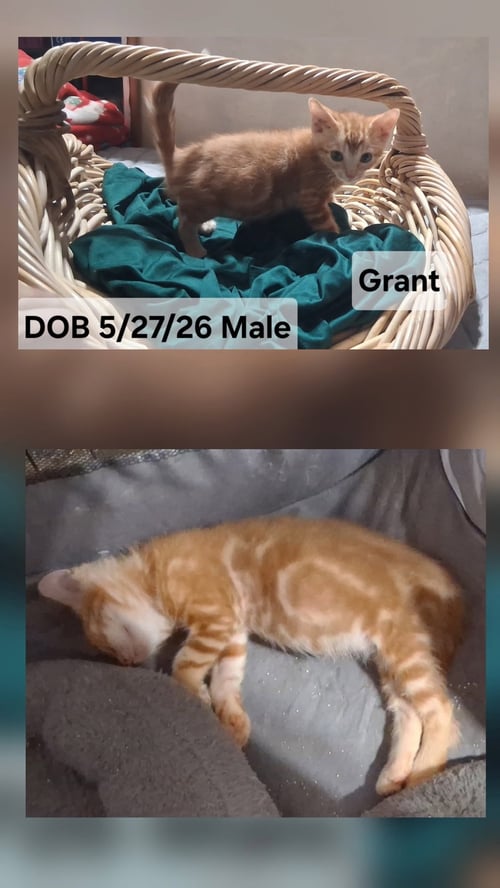 GRANT (& SIBLING) - Domestic Short Hair available for adoption