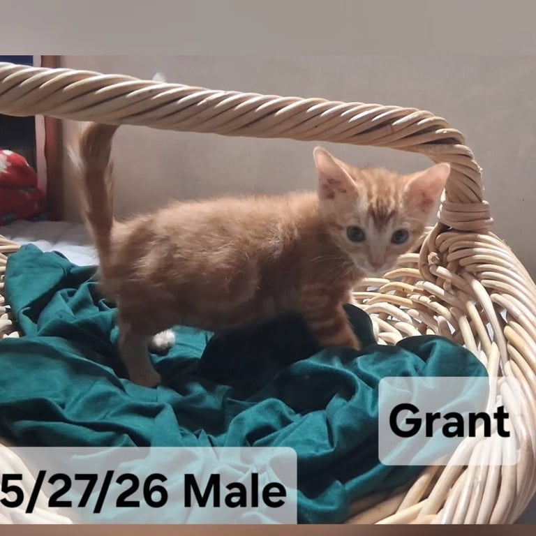 Grant (& sibling) Image