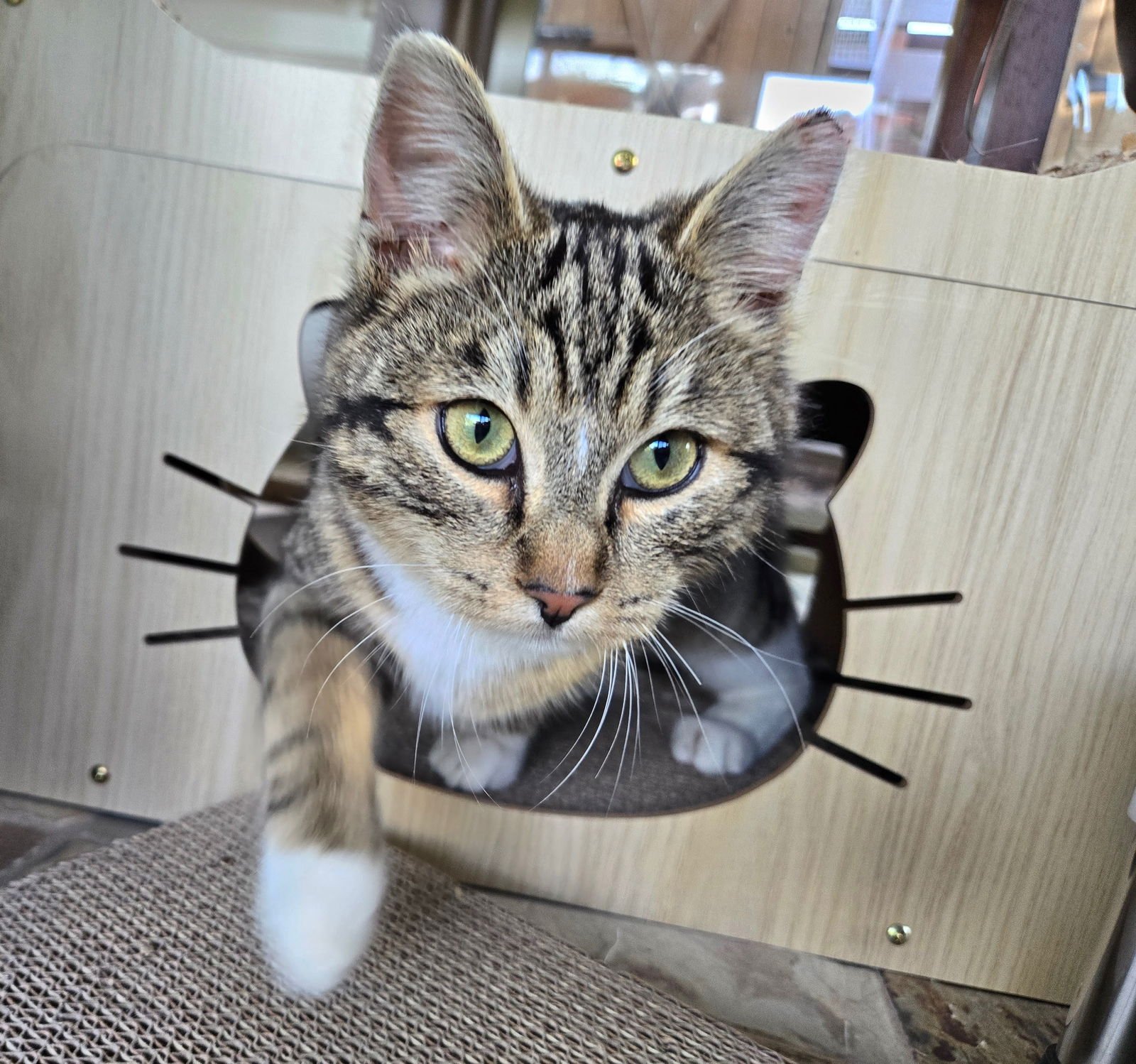 OLIVER - Domestic Short Hair available for adoption