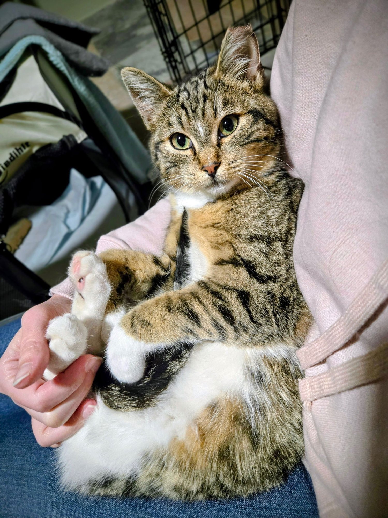 OLIVER - Domestic Short Hair available for adoption