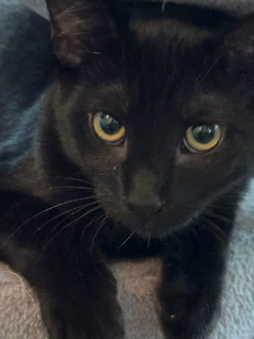 COLE - Domestic Short Hair available for adoption