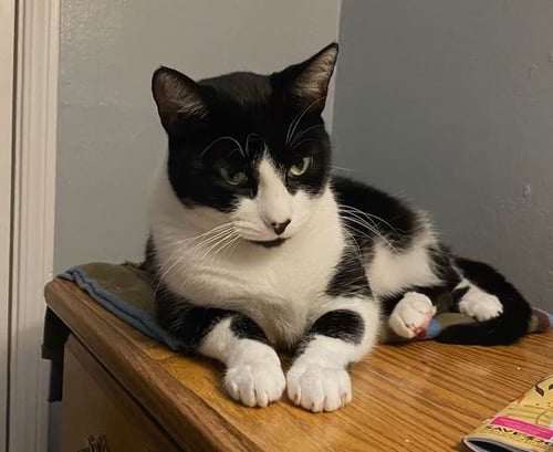 ROCKY - Domestic Short Hair for adoption in Hayward
