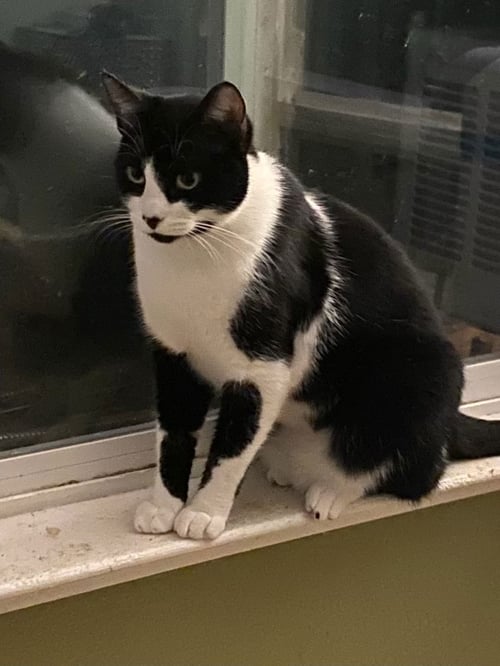 ROCKY - Domestic Short Hair available for adoption