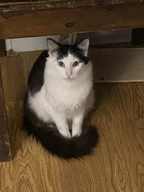 FELIX (& HEATHCLIFF) - Domestic Short Hair for adoption in Hayward