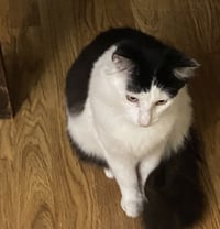 Felix (& Heathcliff) - Photo 2