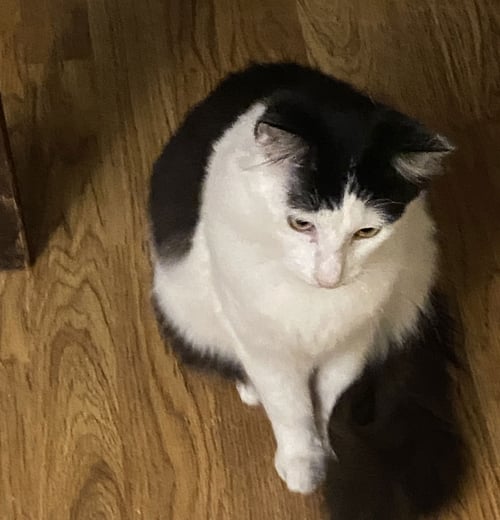 FELIX (& HEATHCLIFF) - Domestic Short Hair available for adoption