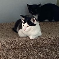 Felix (& Heathcliff) - Photo 3