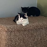 Felix (& Heathcliff) - Photo 4