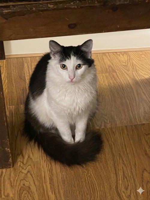 FELIX (& HEATHCLIFF) - Domestic Short Hair available for adoption
