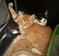 Felix (& Heathcliff) - Photo 6