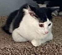 Felix (& Heathcliff) - Photo 7