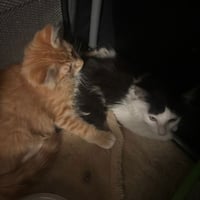 Felix (& Heathcliff) - Photo 8