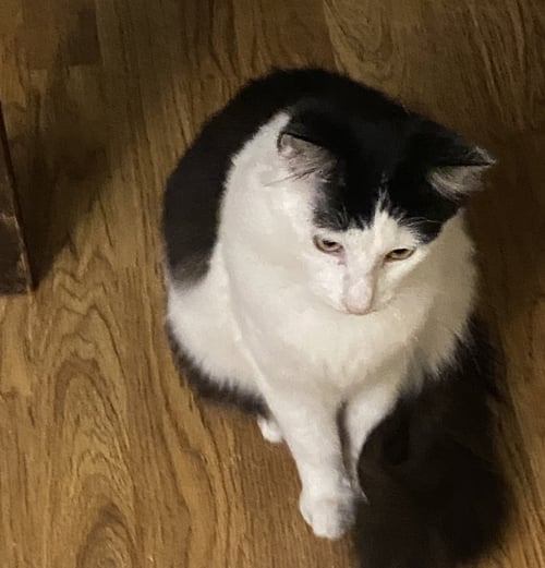 FELIX (& HEATHCLIFF) - Domestic Short Hair available for adoption