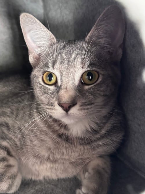 CLARA-BELL (& TOM) - Domestic Short Hair available for adoption