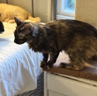 Clementine (& Geoffrey) - Photo 4
