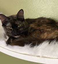 Clementine (& Geoffrey) - Photo 1