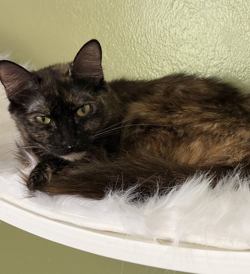 CLEMENTINE (& GEOFFREY) - Domestic Medium Hair available for adoption