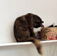 Clementine (& Geoffrey) - Photo 5