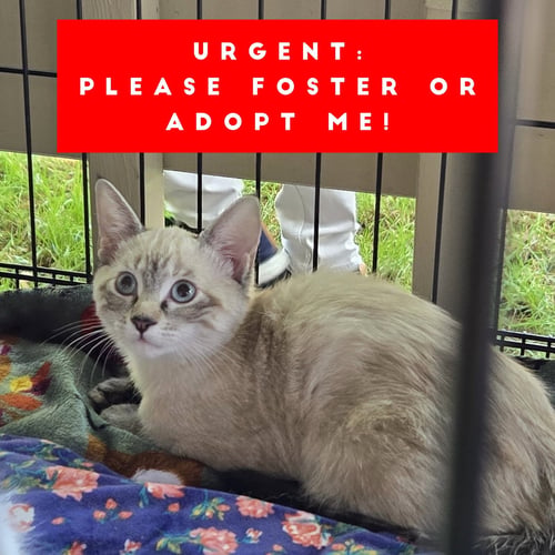 ASH (& ASHLEY) - Domestic Short Hair available for adoption