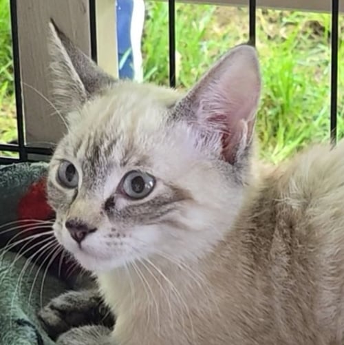 ASH (& ASHLEY) - Domestic Short Hair available for adoption