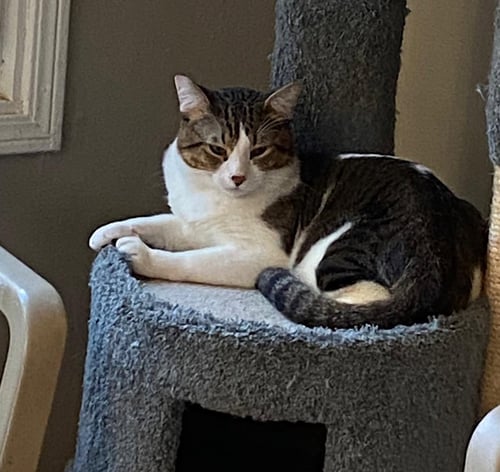 BEAU - Domestic Short Hair available for adoption