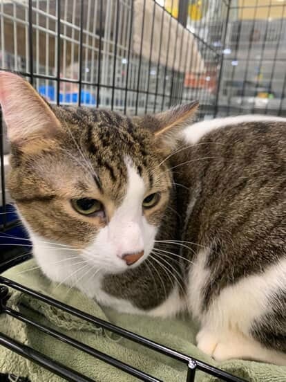 BEAU - Domestic Short Hair available for adoption