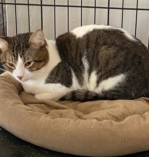 BEAU - Domestic Short Hair available for adoption